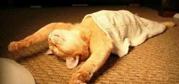 Catsleeping10-520x245