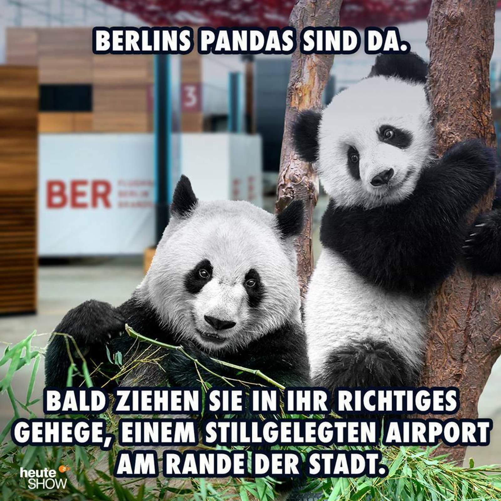 panda-ber