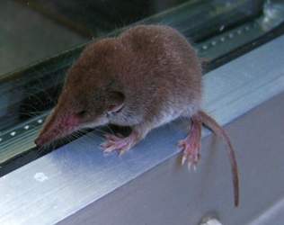 Spitzmaus-8ef4c152-0362-456e-b6f8-d1b99bb83346