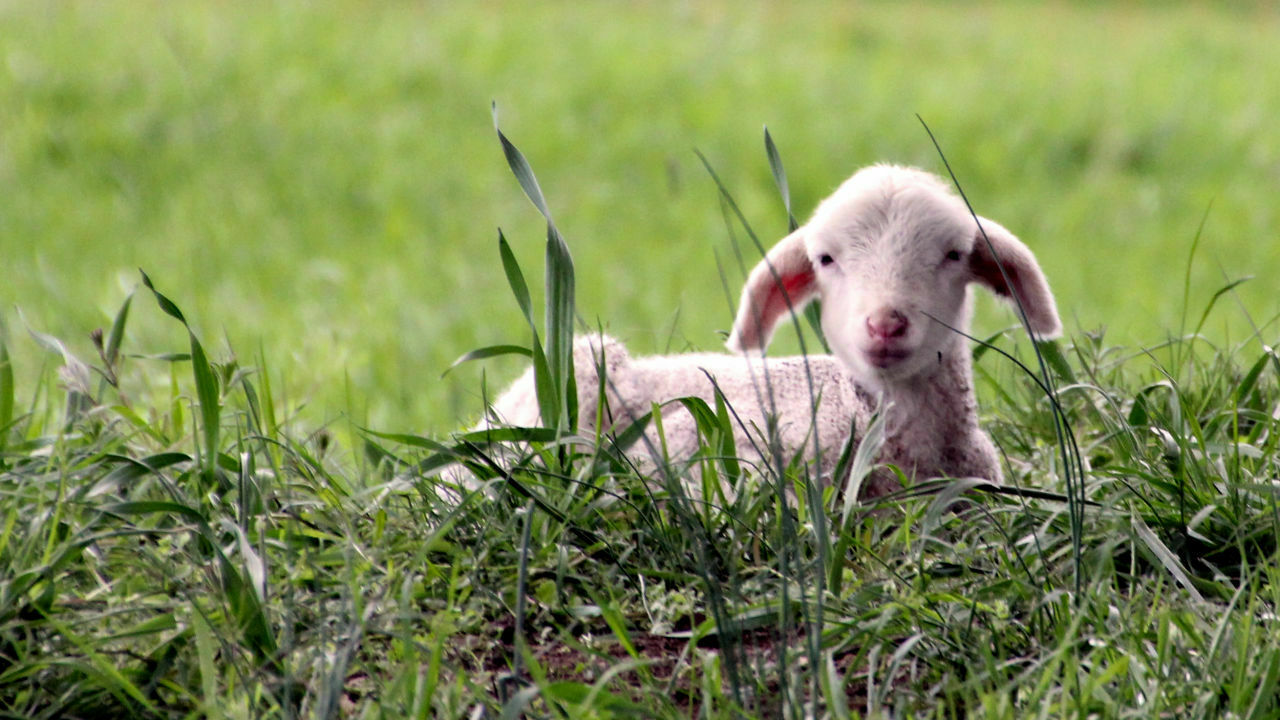Wer hat schon Sauwetter?