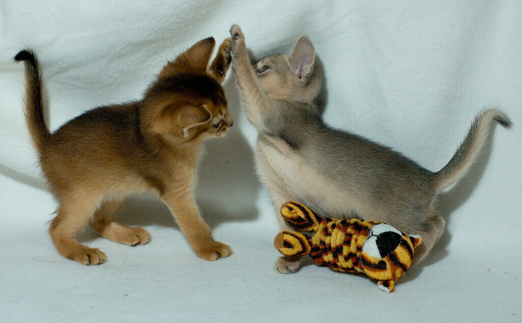 571896661-6b8f5bf056-b