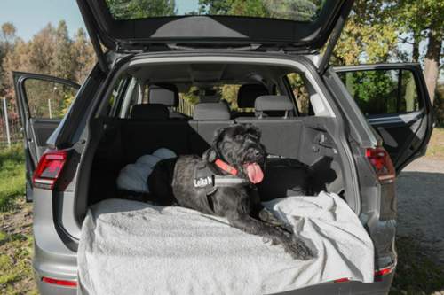 F&uuml;r Maxfli's Schnauzer war der Kofferraum wie gemacht