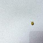 22 Punkt Marienkäfer Lack Kontrolle