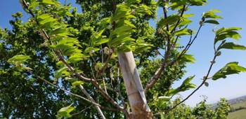 Photo-2018-05-06-17-26-18