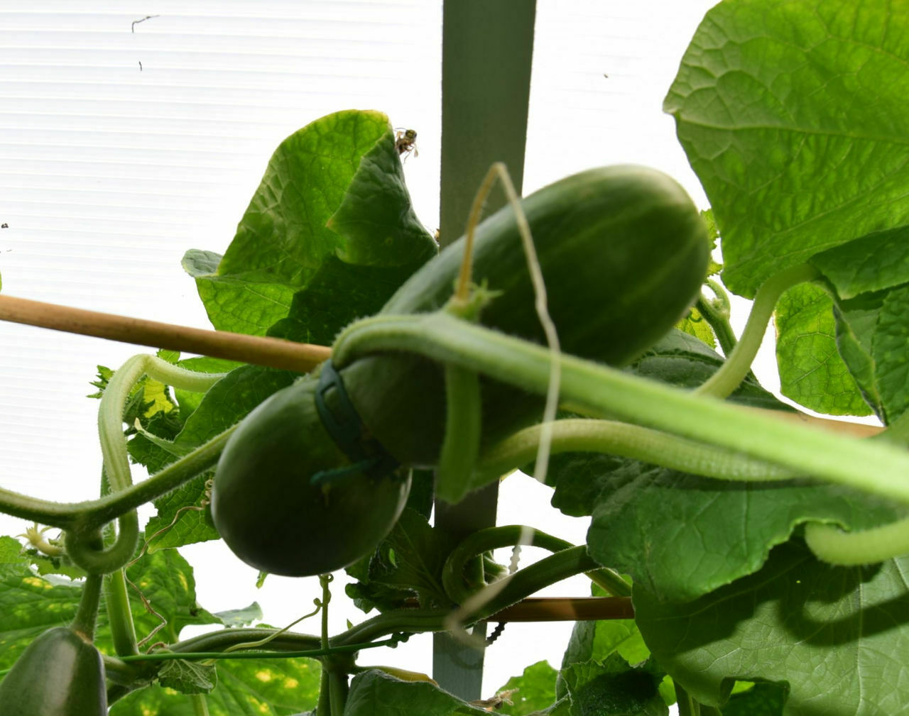 gurke-mit-diebstahlsicherung