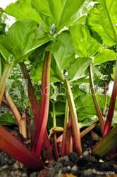 1000-f-18214704-rux4hnn2vblpasdqqcctk4ykes8p28fj