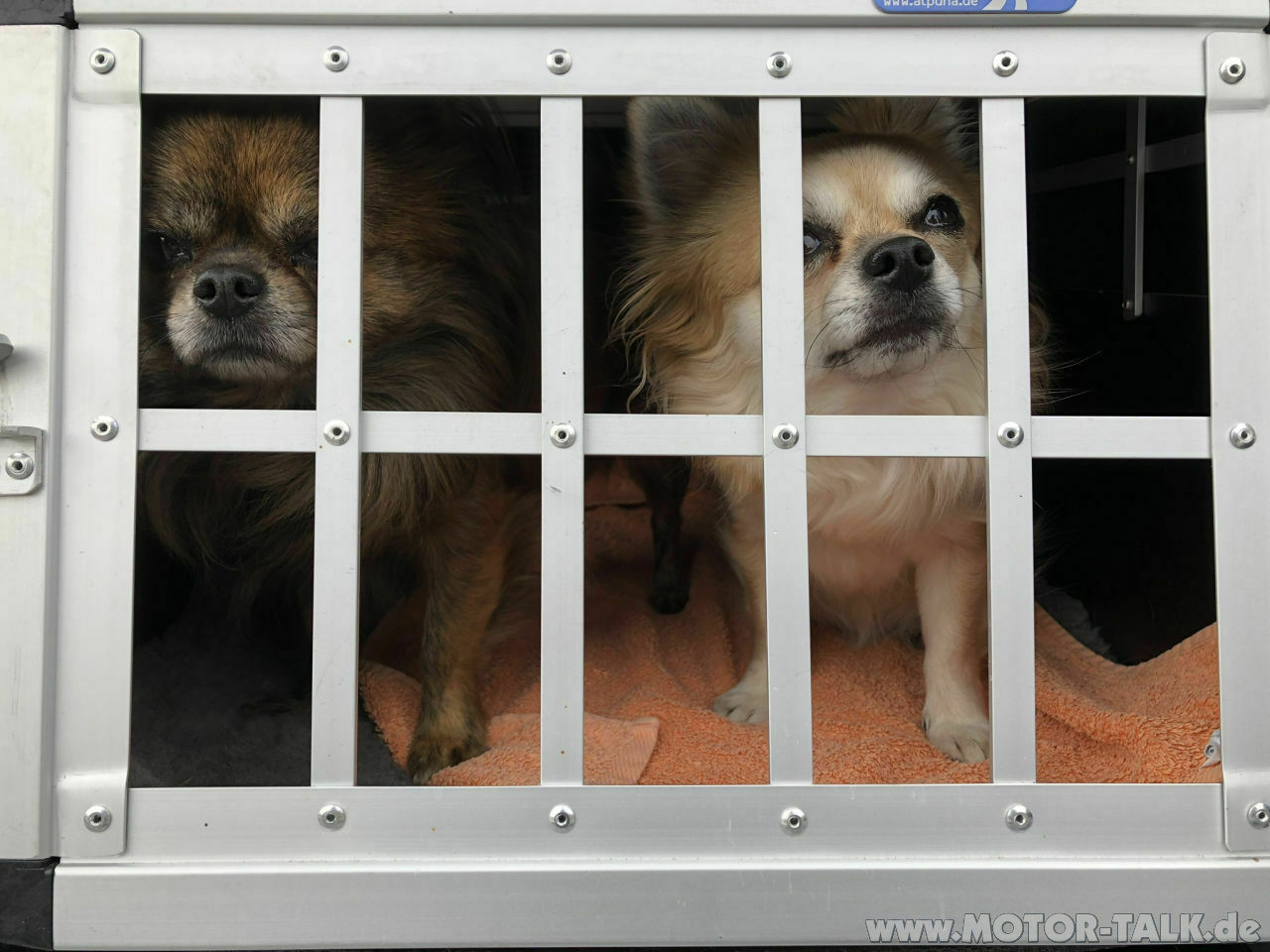 Nutzung Kofferraum mit Hundebox