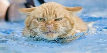 Katzen-im-wasser