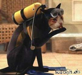 16620-taucherkatze