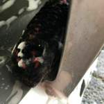 Caliper Spoke hinter der Speiche...