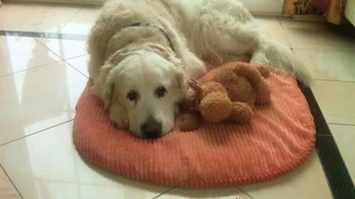 8194316b-5d2c-48e7-8f48-e41858247ef2