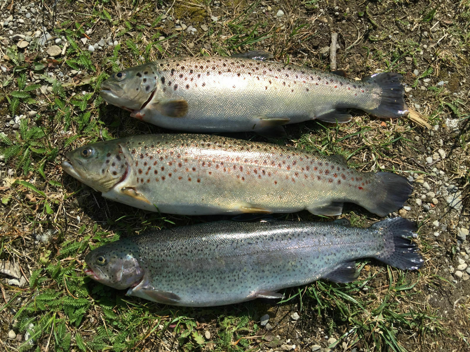 OT Thread Zwei Punkt Null