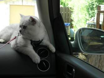 Nico-2018-05-20-14-03-10-eldagsen