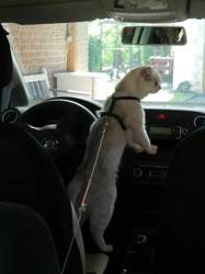 Nico-2018-05-20-17-51-42-eldagsen