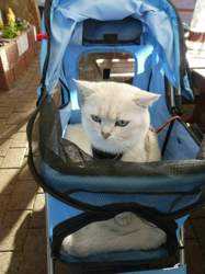 Nico-2018-06-26-19-23-44