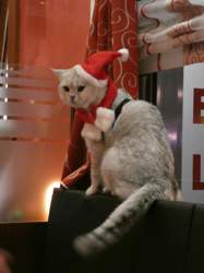 Nico-2018-12-15-18-37-14-dietzenbach-ristorante-classico-da-gigi-s