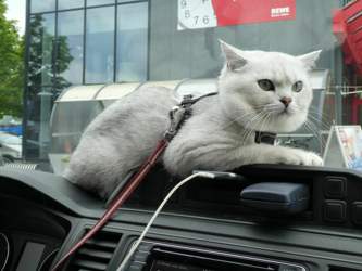 Nico-2018-06-15-17-28-06-heusenstamm