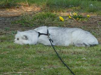 Noodwijk-2019-04-09-18-03-48-nico