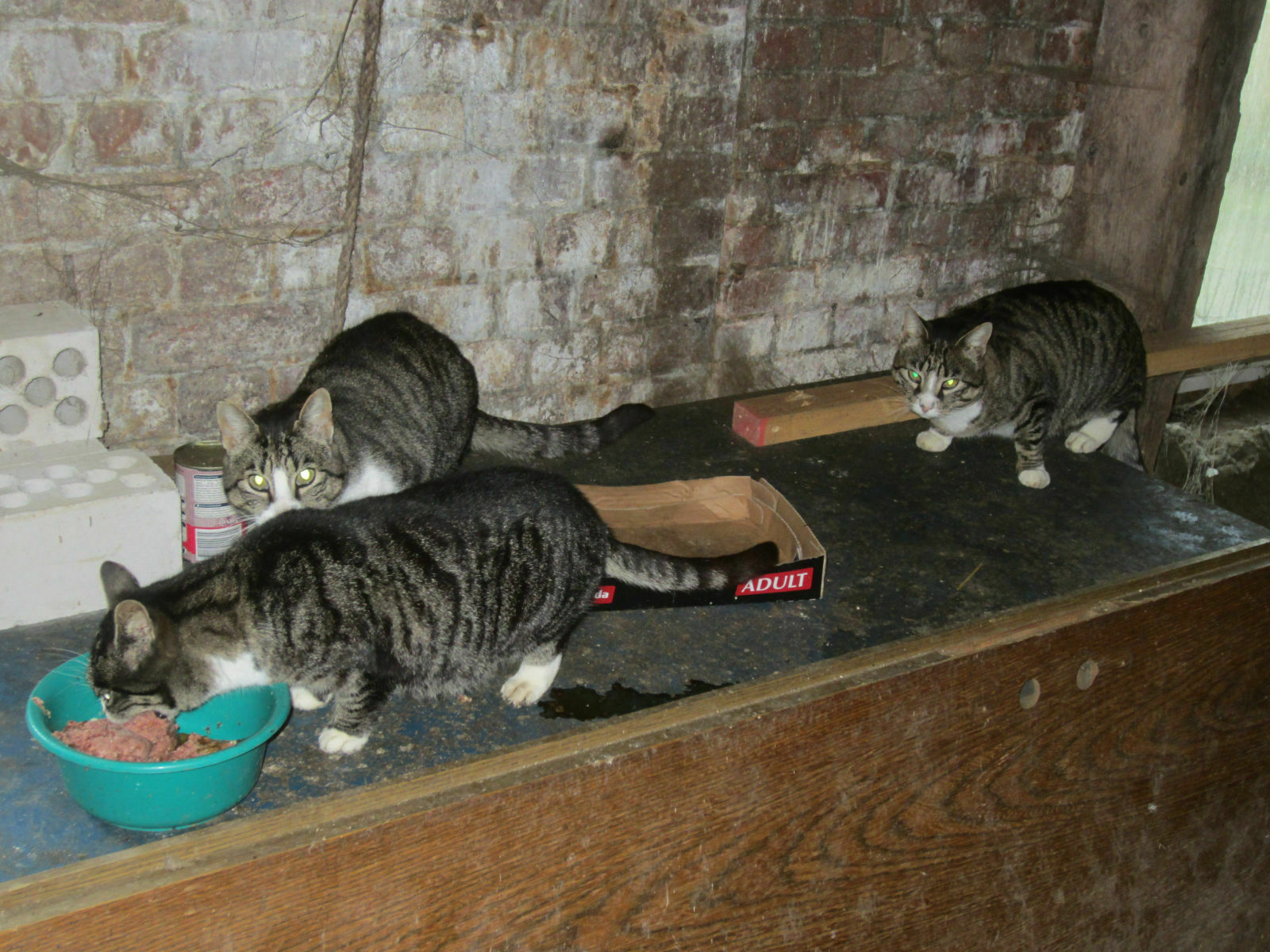 Der Schrottplatz - Spiegelsymmetrisch des Showrooms