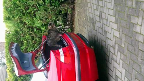 Meine Katze mag ihn auch.jpeg