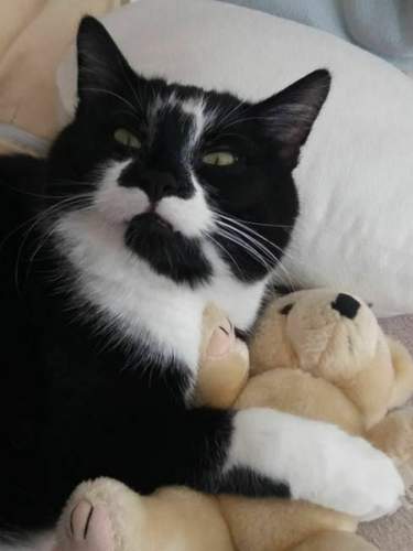 Pexels-photo-1488536-jpeg