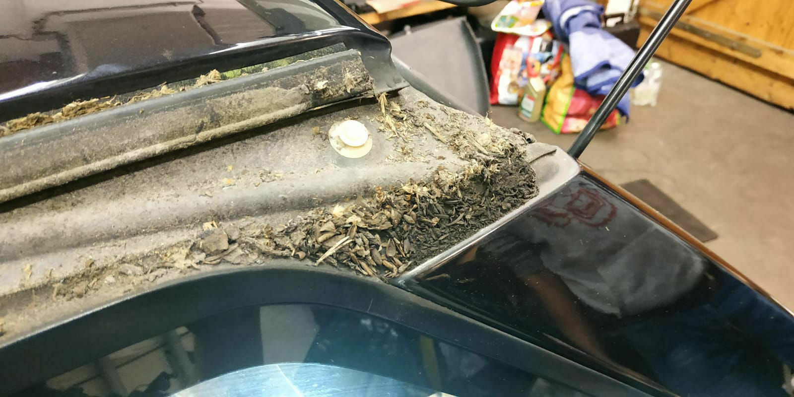 Was habt ihr eurem Elch heute Gutes getan