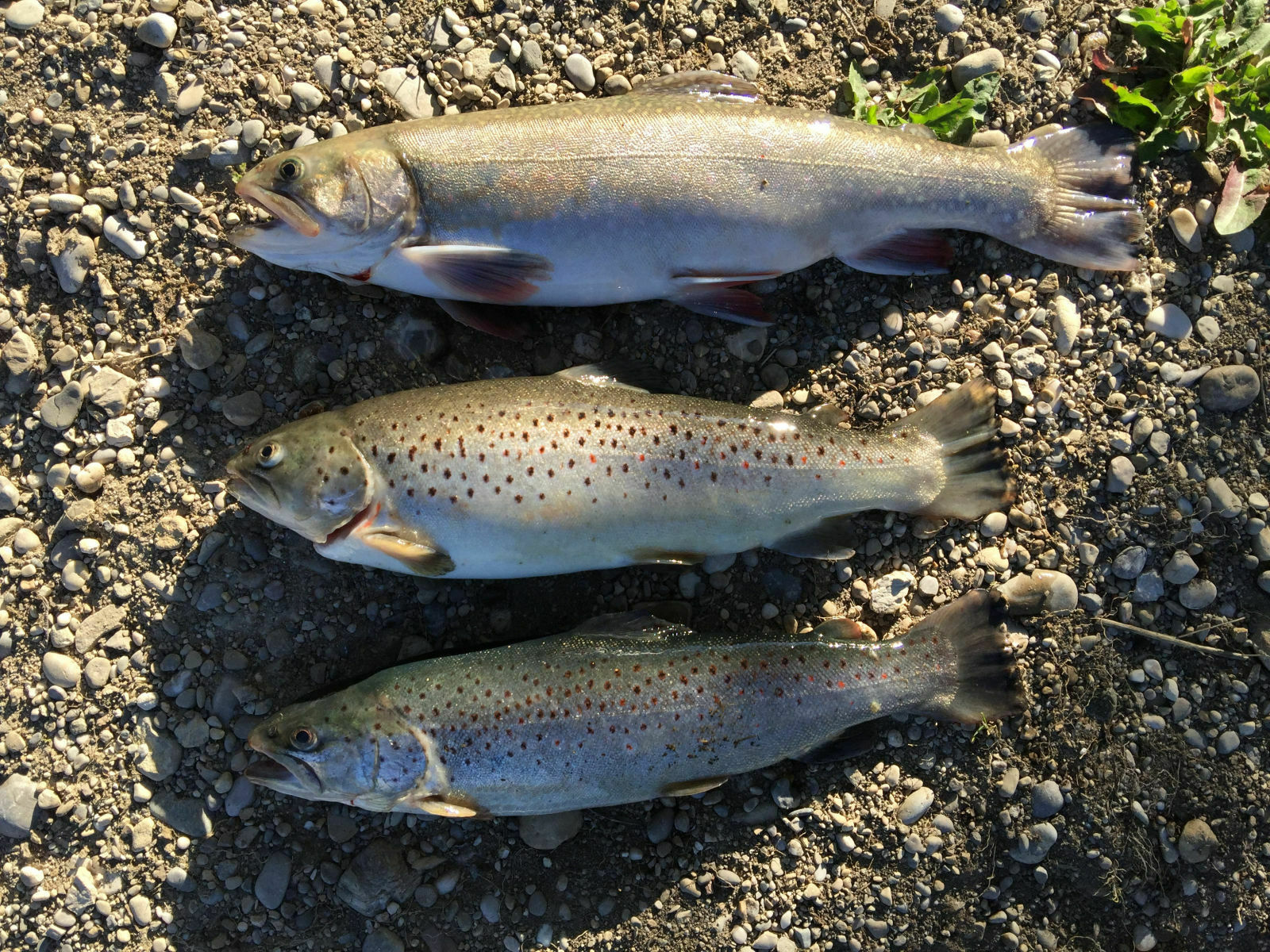 OT Thread Zwei Punkt Null