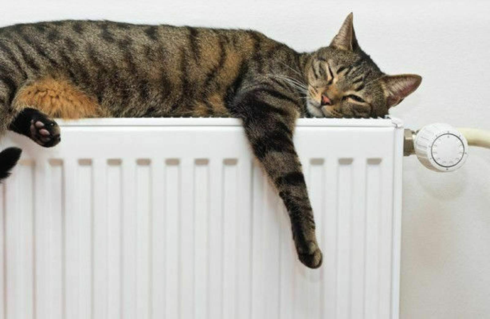 katze-heizung-schlafplatz