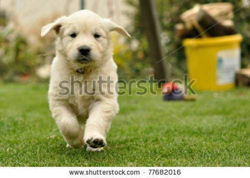 Stock-photo-golden-retriever-puppy-run-from-front-view