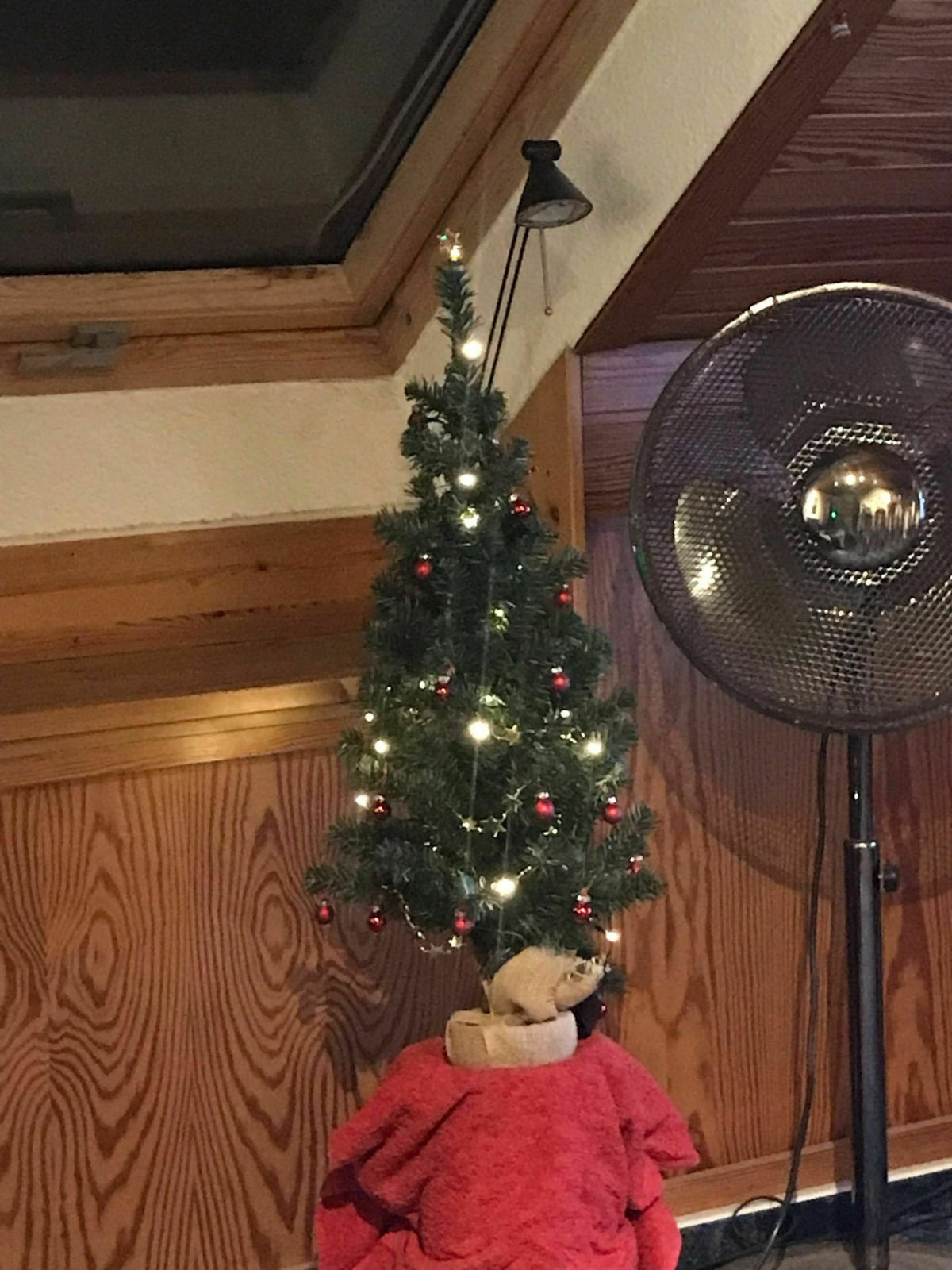 Die große Caddy-Weihnachtsfrage