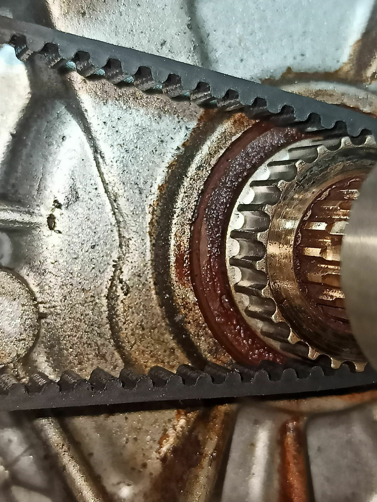 Roller quietscht sehr laut