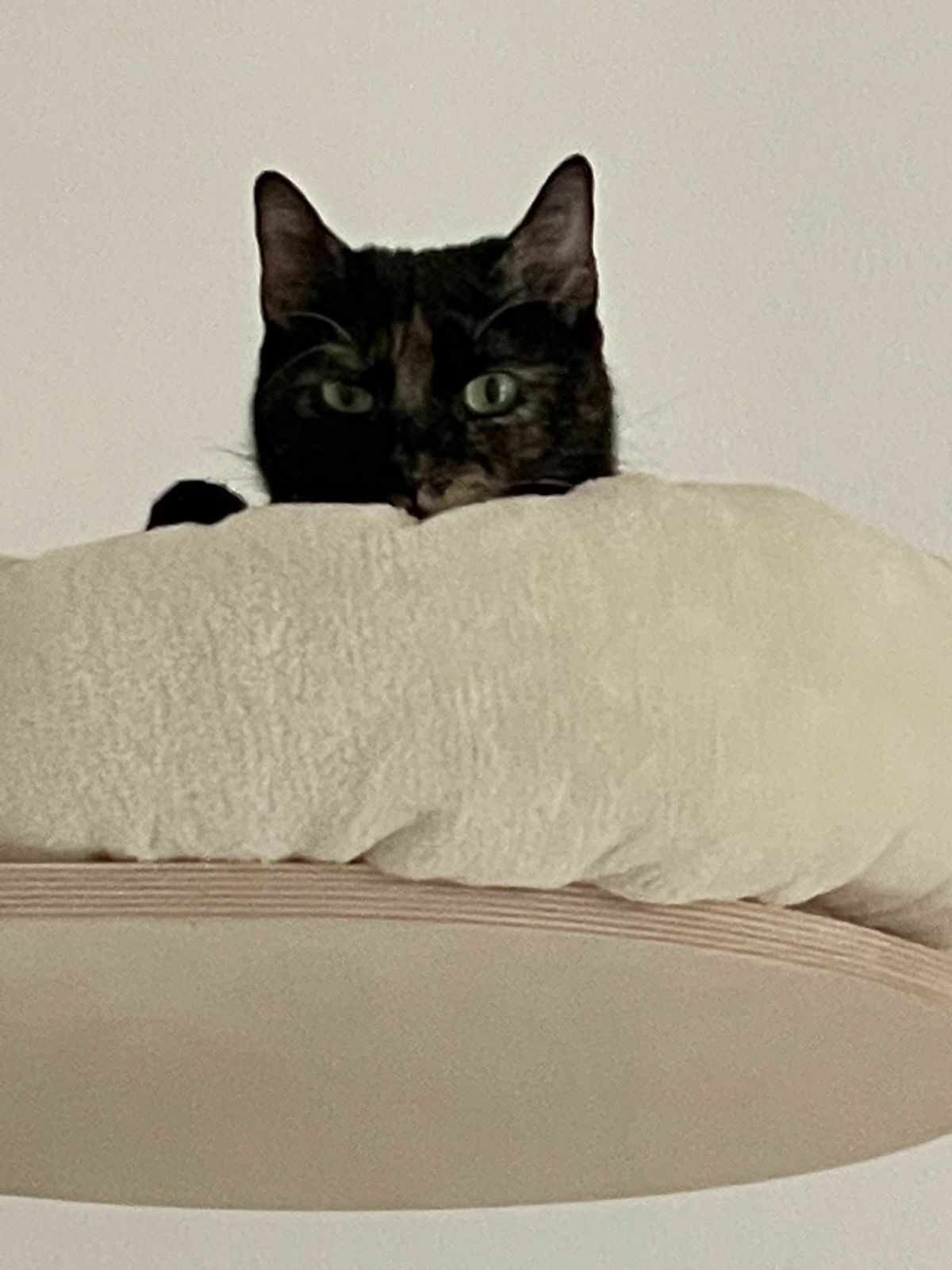 955d3696-6d8e-4d58-81b8-a7b2c19ea81a