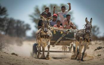 Eselskarren Sportline