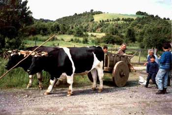 Ochsenkarren-mit-echten-holzscheibenraedern-c7028cab-76ad-4eb2-9963-cec4a576ed6e