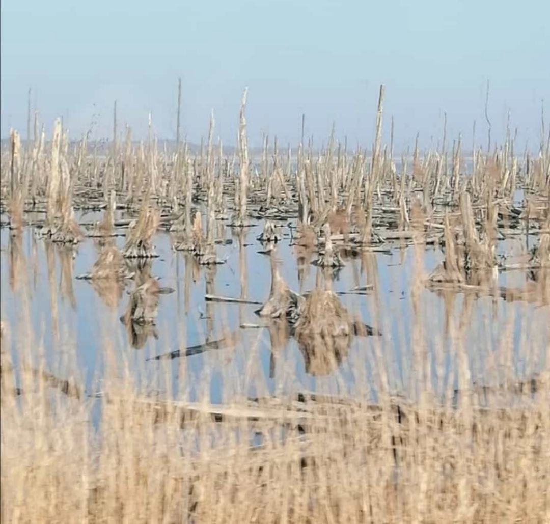 Achterwasser, Peenebrücke
