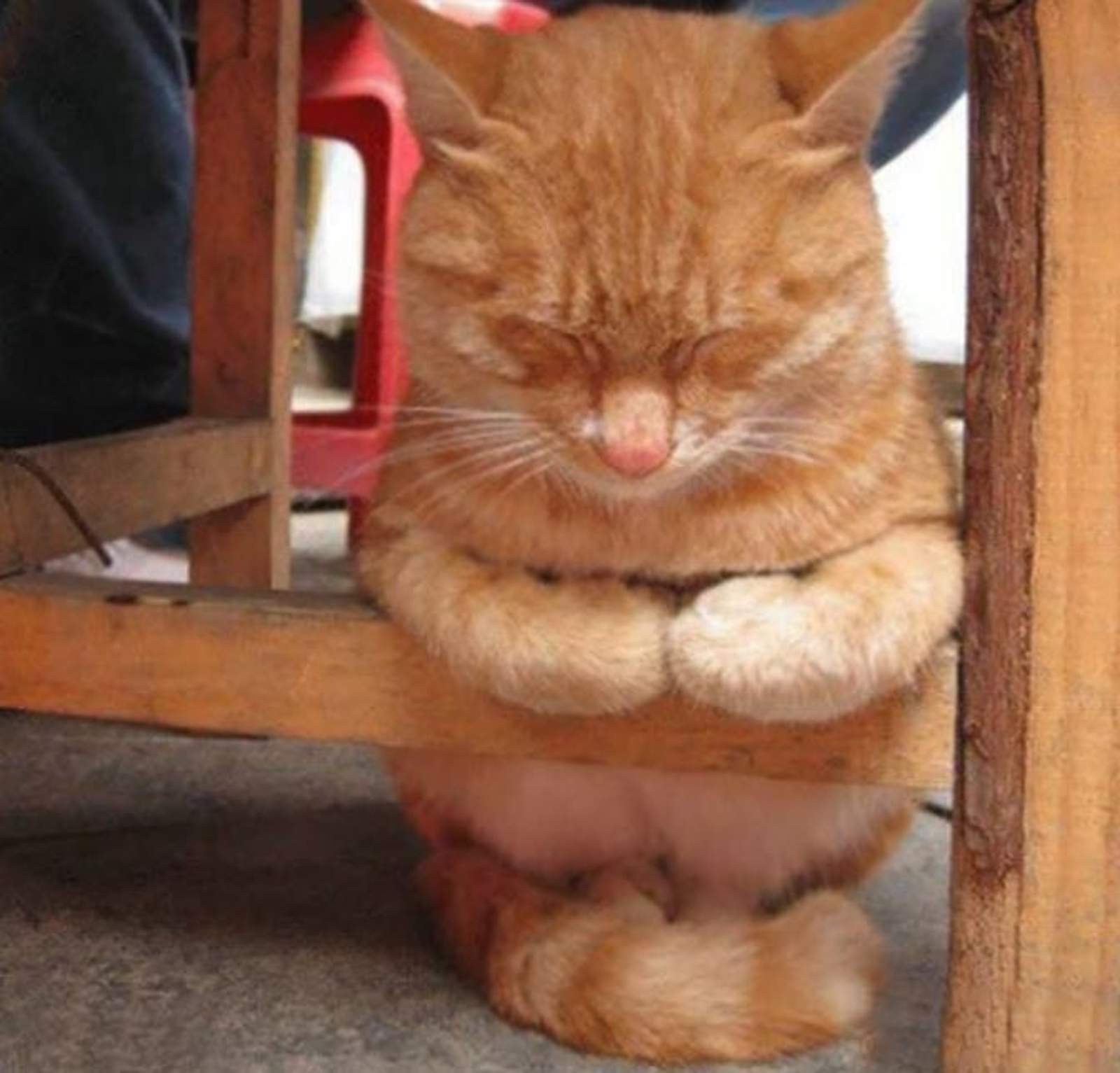 Katze Der Taucher hat nen Kater.... NDL geht Tauchen.... 210530567