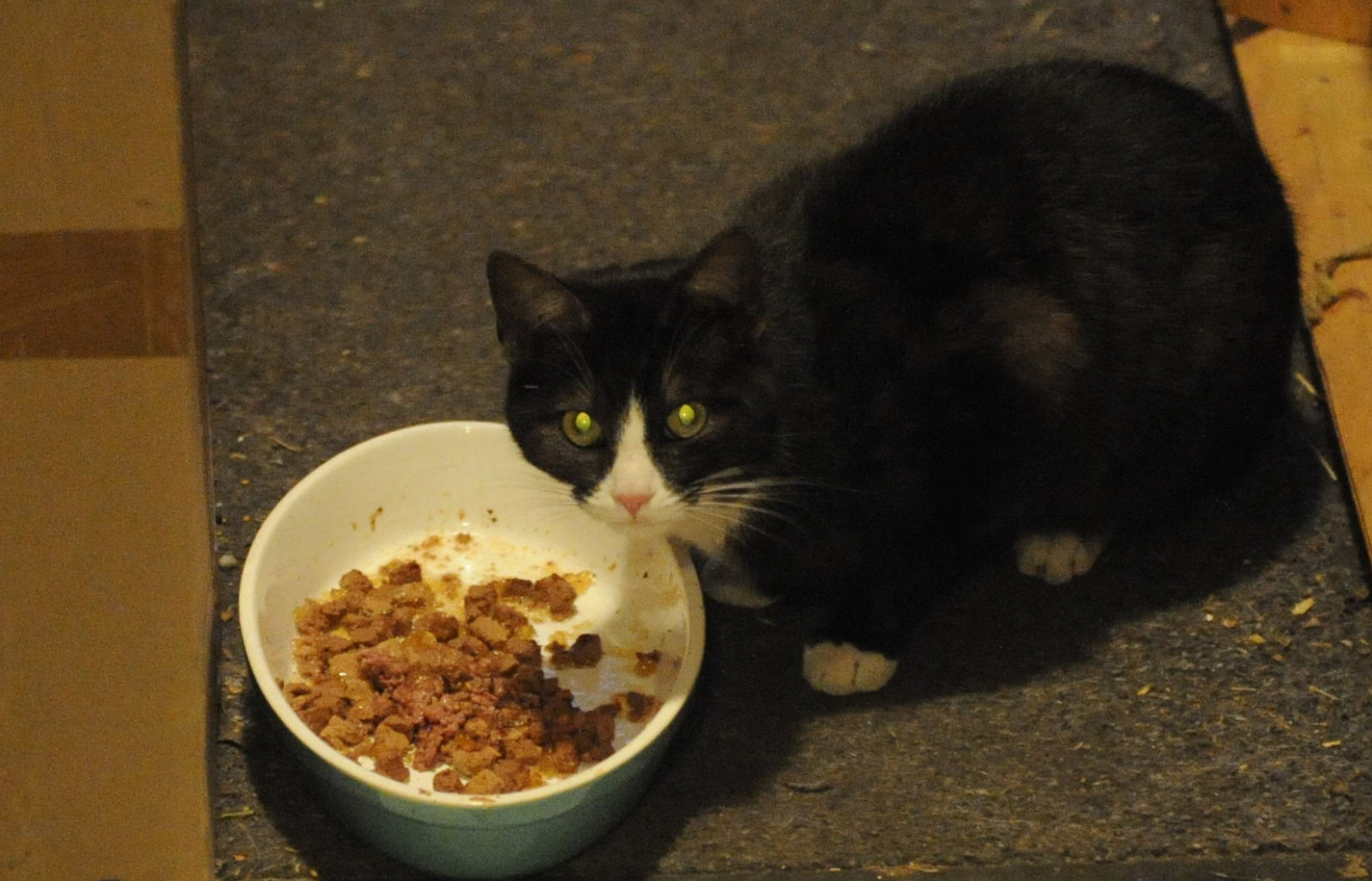 Der Taucher hat nen Kater....