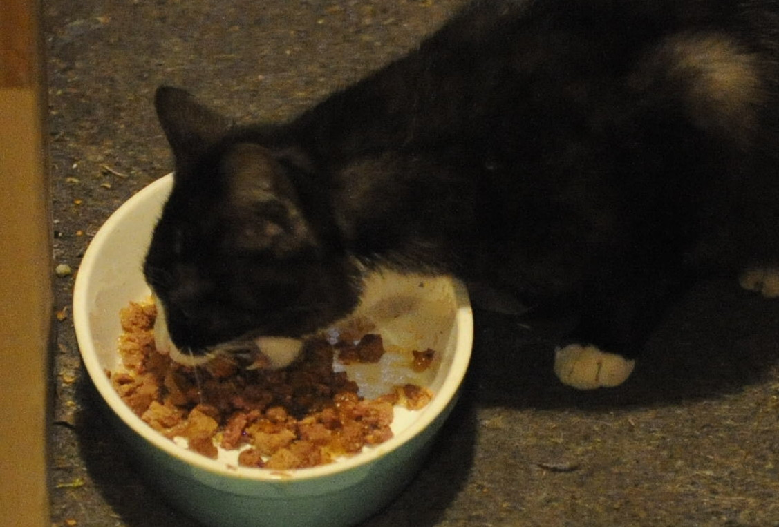 Der Taucher hat nen Kater....