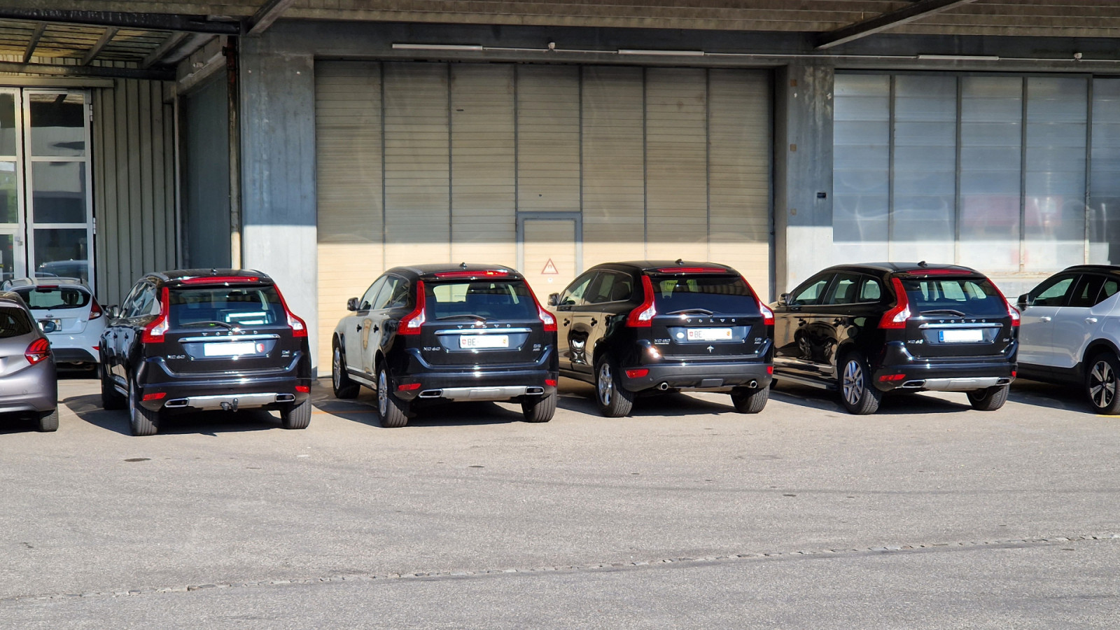 Sind Elche Rudeltiere?