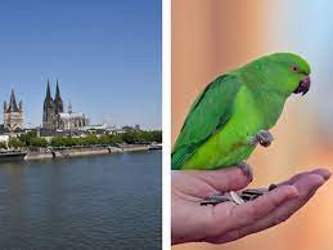 Dutzende-freilebende-halsbandsittiche