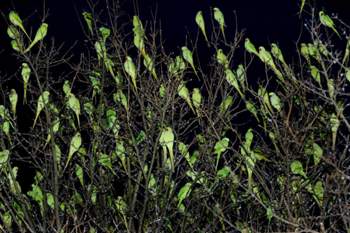 Dutzende-freilebende-halsbandsittiche