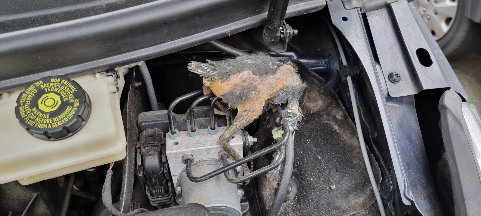 Marderschaden Häufigkeit beim Vau?