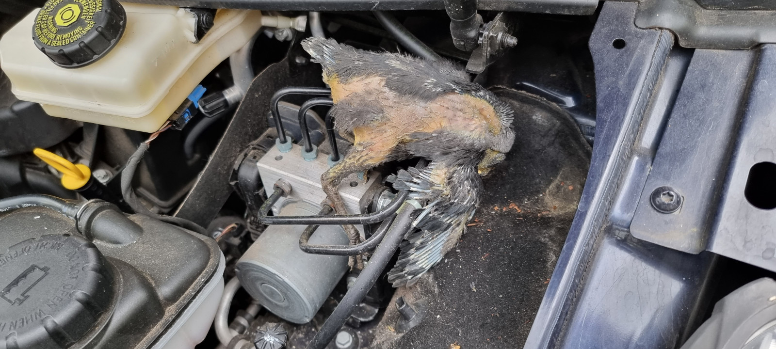 Marderschaden Häufigkeit beim Vau?