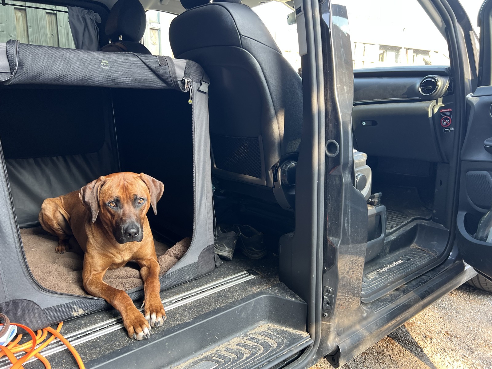 Hundetransport in der V Klasse (mit Bildern)