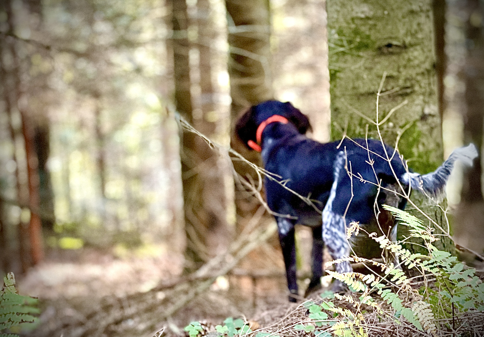 Wie breit ist der Kofferraum innen beim GLC Hybrid (x254) an der schmalsten Stelle?