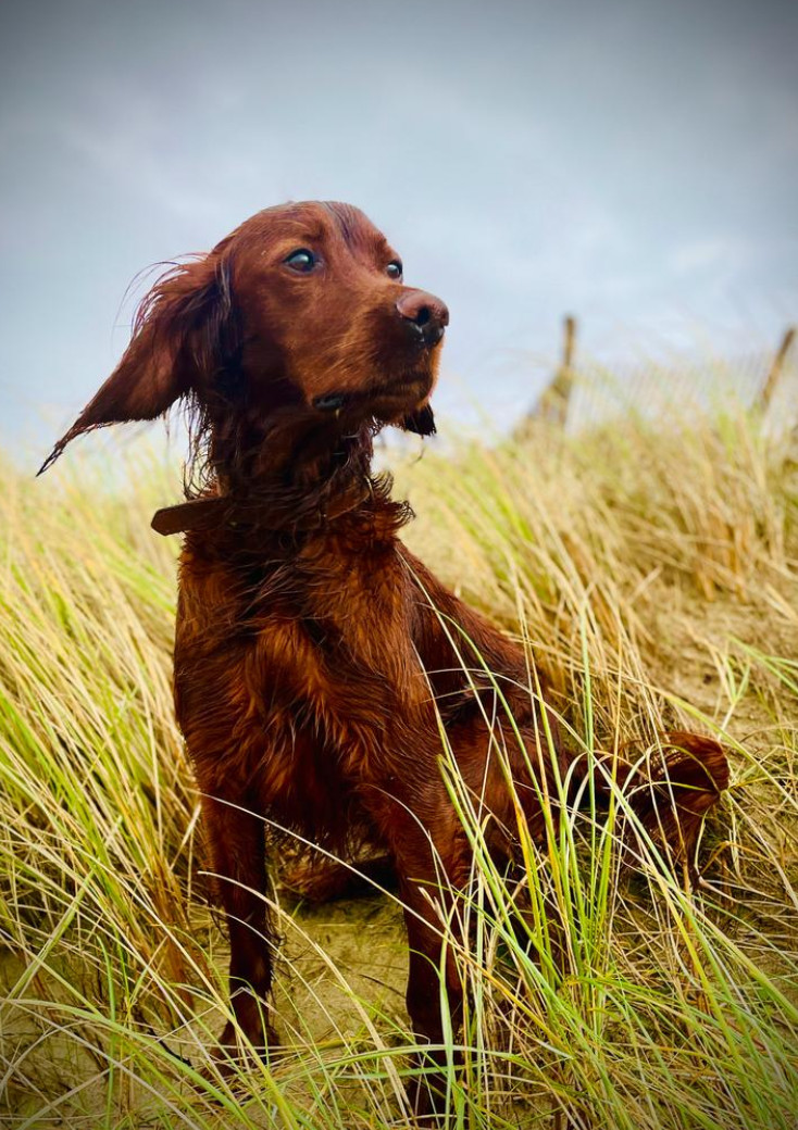 Wie breit ist der Kofferraum innen beim GLC Hybrid (x254) an der schmalsten Stelle?