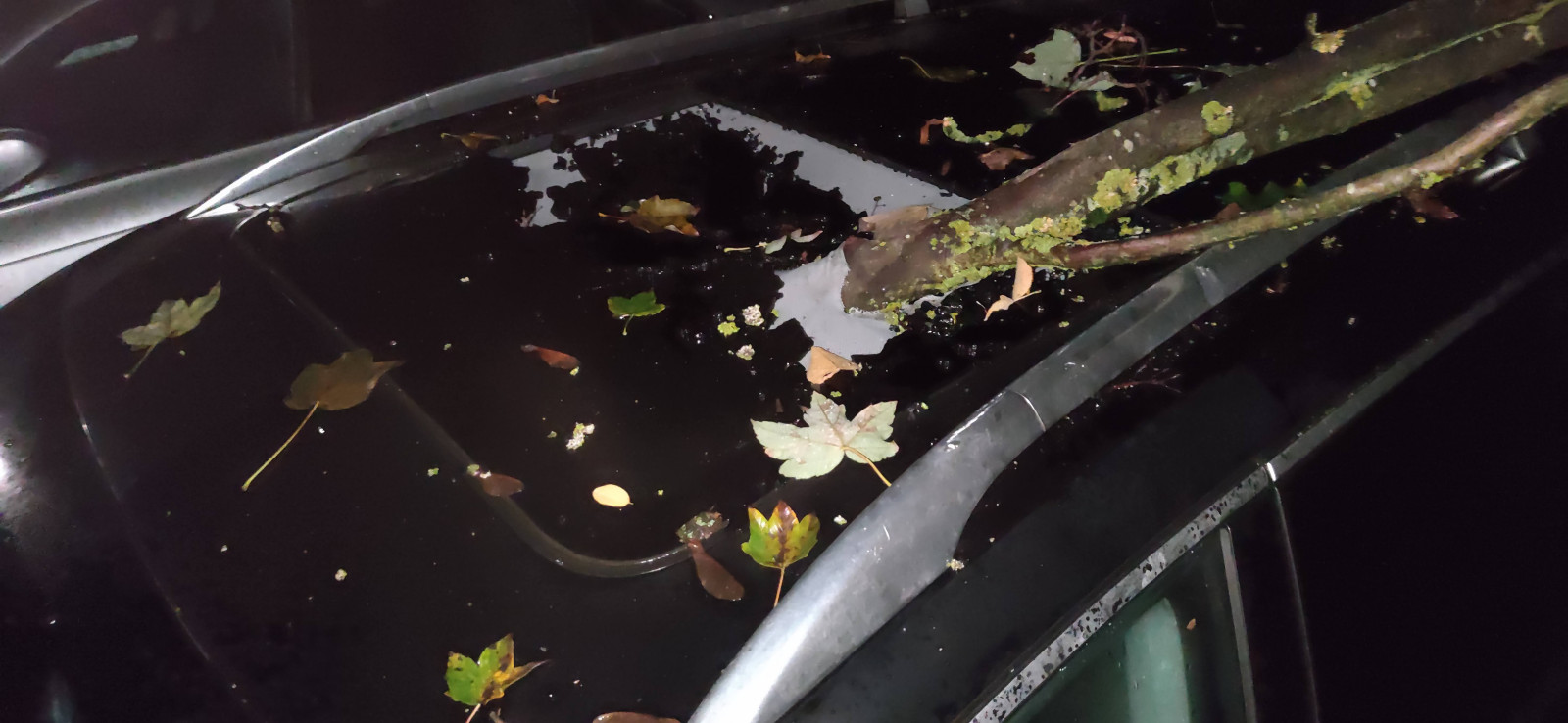 Teileanfrage: Teilenummer vorderer Glasdeckel / Dachhimmel Golf 6 Variant