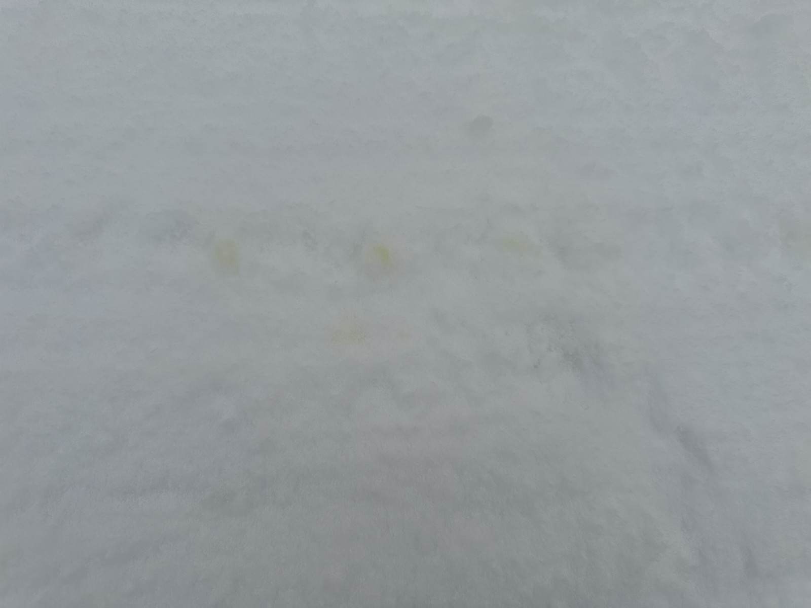 Gelbe Flüssigkeit unterm Auto