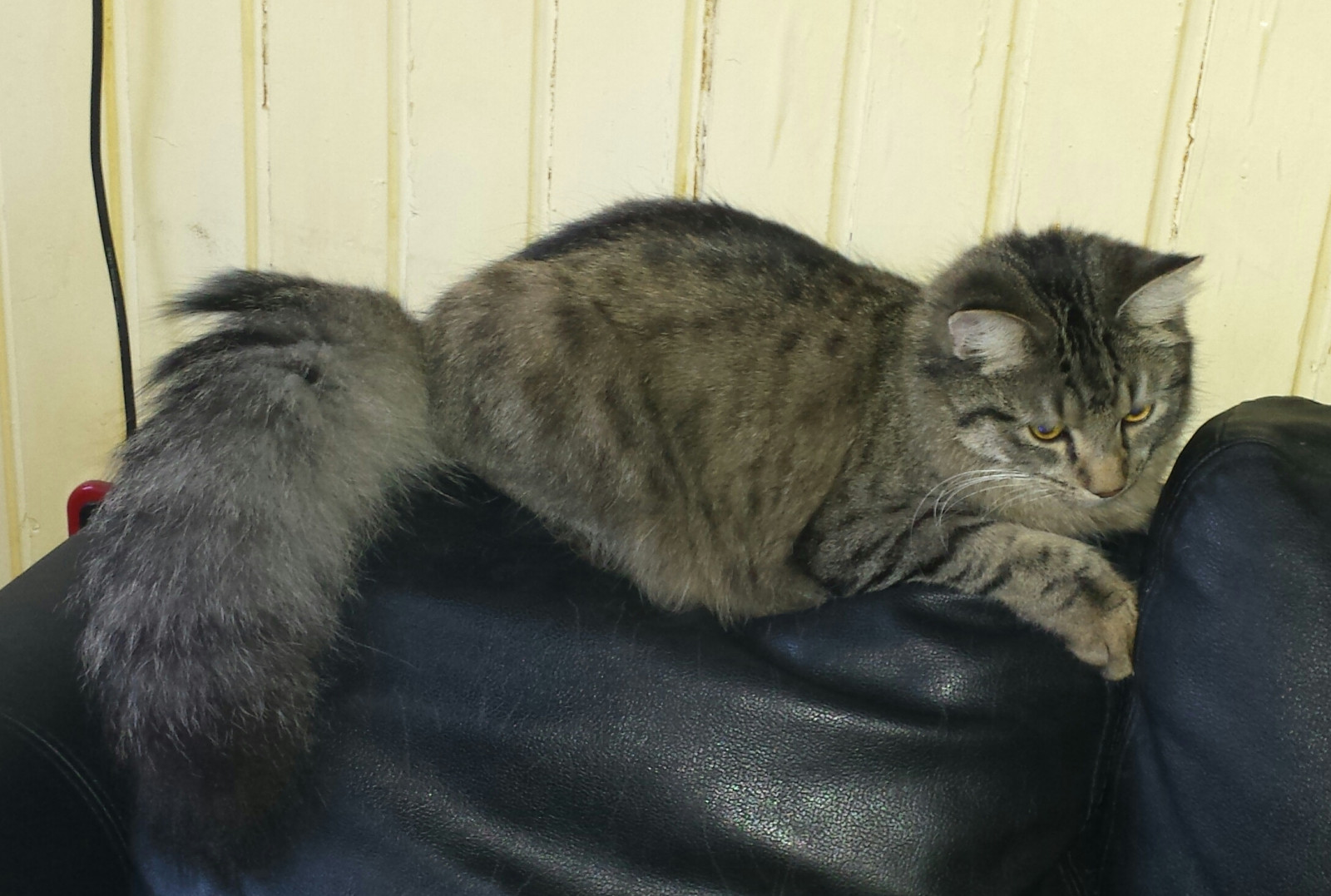 Kopfstützen finden nicht ihre Endposition?