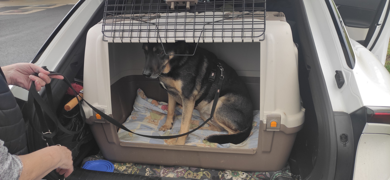 Kia EV6 Kofferraum mit Hund